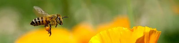 ttc_bee_2013_banner